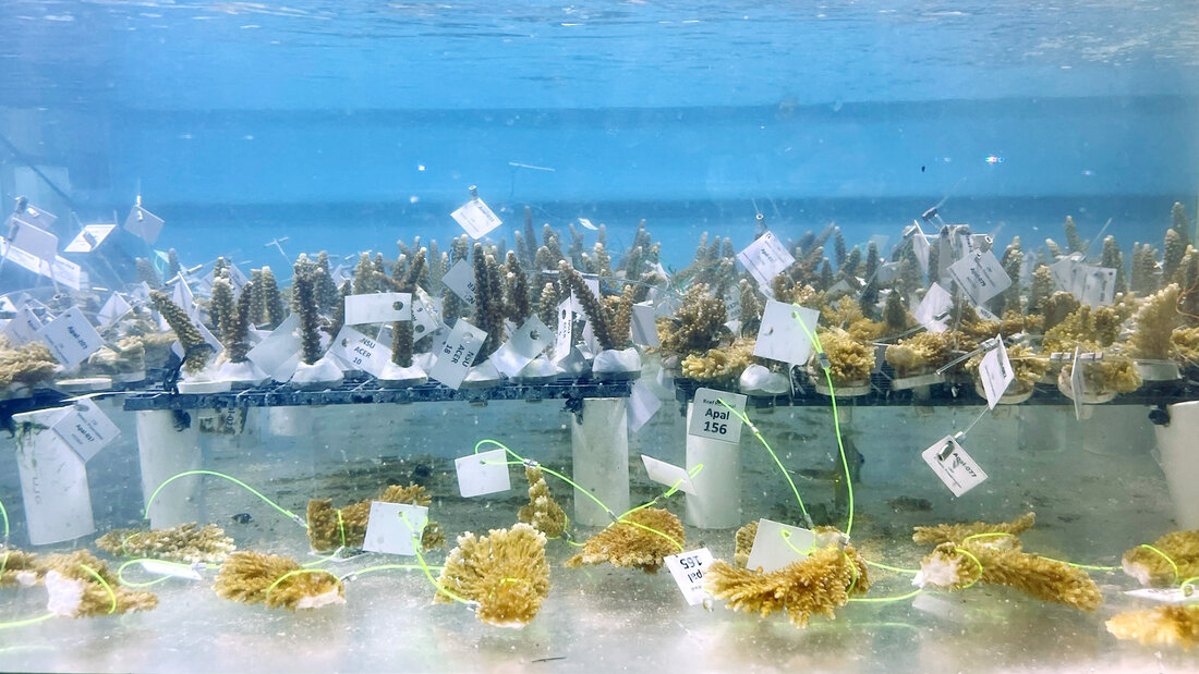 Two rows of coral fragements in a tank 