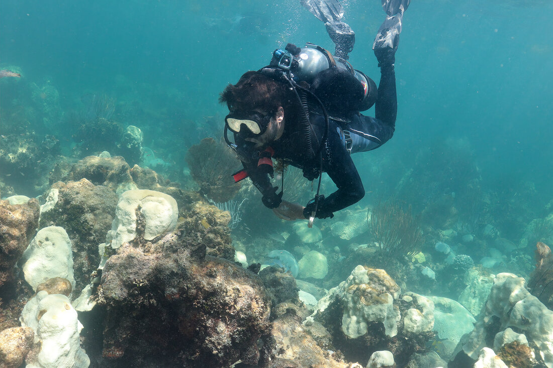 Ian Enochs dives at Cheeca Rocks