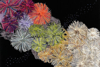 Map image for &#039;Coral Conundrum: Dead or Alive&#039; from the Art x Climate Gallery