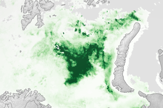 Map image for Ocean plant growth blooms in springtime as Arctic sea ice thins