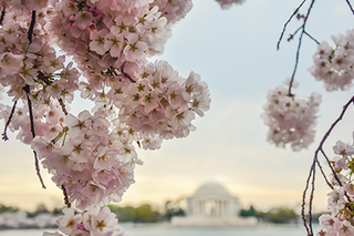 Map image for Warm winter could mean early bloom for DC’s cherry blossoms