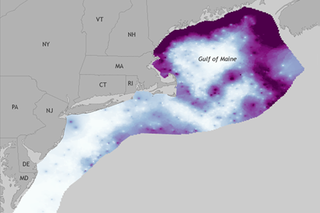 Map image for Warming ocean temperatures push lobster populations north 