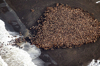 Map image for Climate impacts on walruses may be masked by influence of hunting pressure