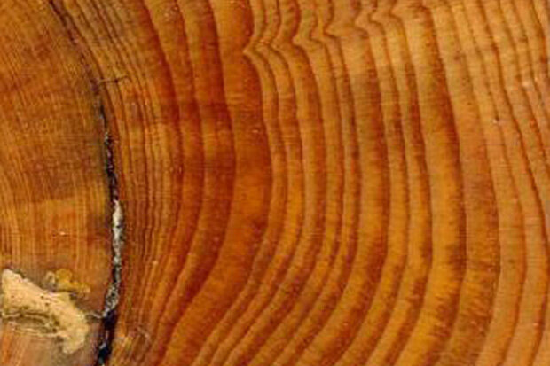 Growth ring | Annual Rings, Cambium Layer & Xylem Cells | Britannica