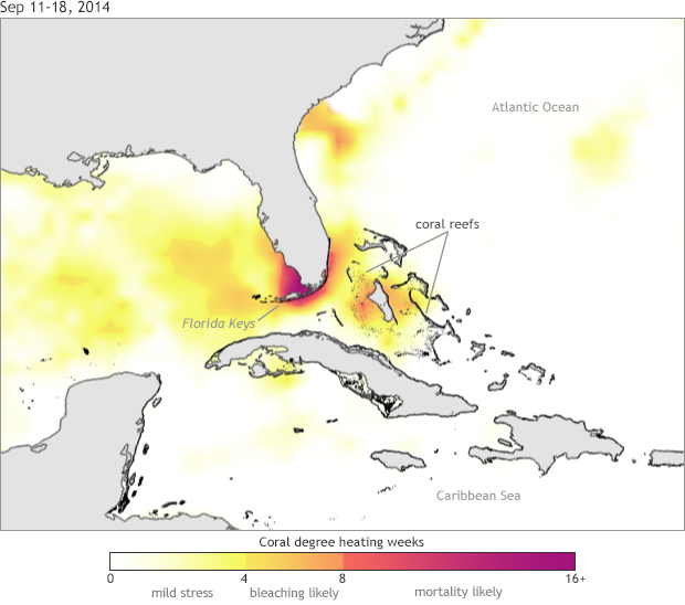 2014 surprisingly rough on coral reefs, and El Niño looms in 2015