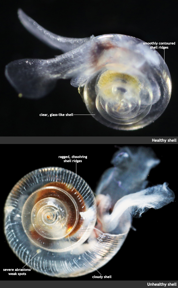 Ocean acidity dissolving tiny snails’ protective shell