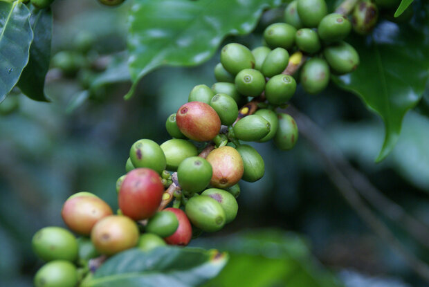 Coffee beans
