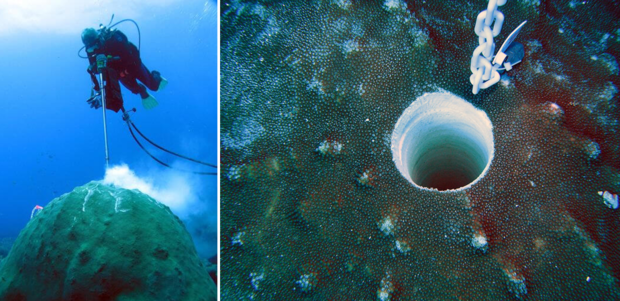SCUBA diver under water with an instrument above a coral colony